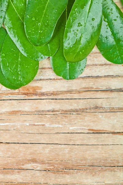 Green wet leaves — Stock Photo, Image