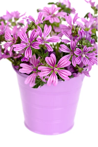 Vilda violetta blommor i hink — Stockfoto