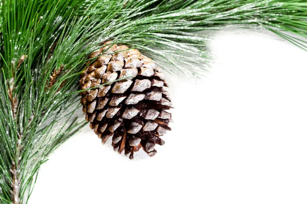 Fir vertakking van de beslissingsstructuur met pinecone — Stockfoto