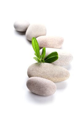 green leaf and stones