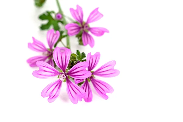 野生のバイオレットの花 — ストック写真