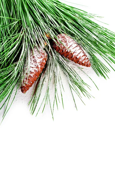 Fir tree branch with pinecones — Stock Photo, Image