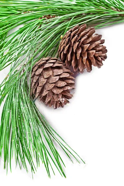 Fir tree branch with pine cones — Stock Photo, Image