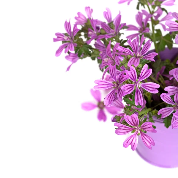Flores violetas silvestres en cubo — Foto de Stock