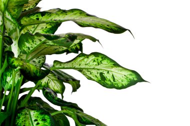 Dieffenbachia