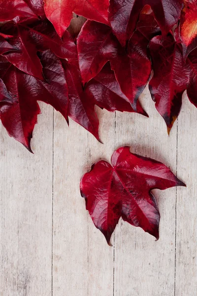 Hojas rojas de otoño — Foto de Stock