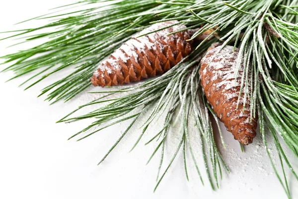 Fir tree branch with pinecones — Stock Photo, Image