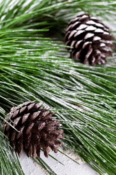Çam ağacı pinecones ile — Stok fotoğraf