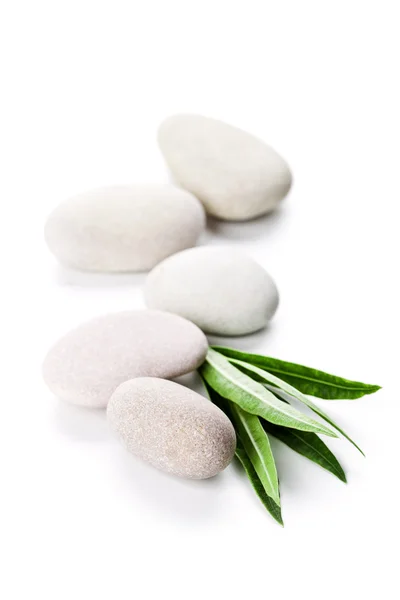 Green leaf and stones — Stock Photo, Image