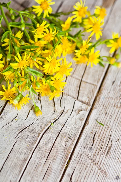 Wild gele bloemen — Stockfoto