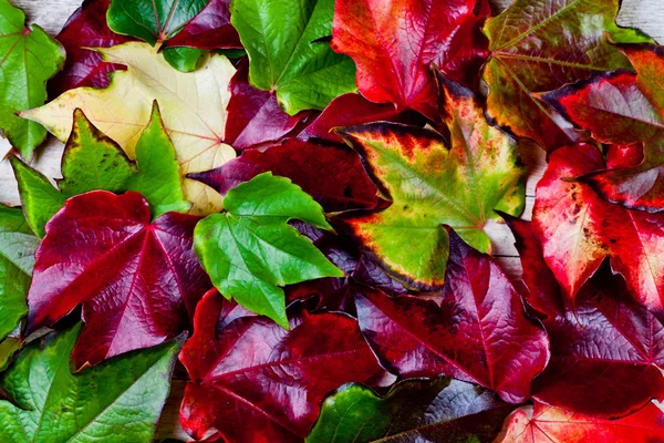 Rode, groene en gele herfstbladeren — Stockfoto