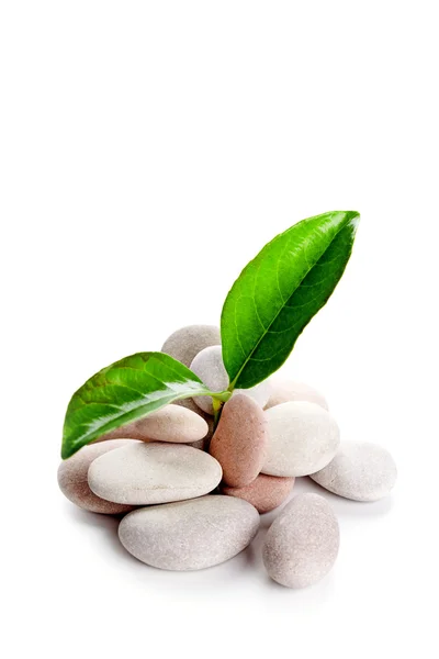 Heap of stones and green leaves — Stock Photo, Image