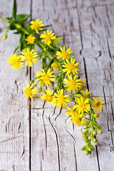 Dzikie kwiaty żółte — Zdjęcie stockowe