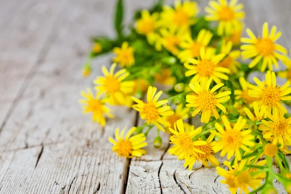 Wild gele bloemen — Stockfoto