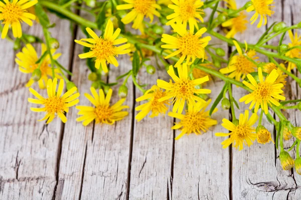 Vilda gula blommor — Stockfoto