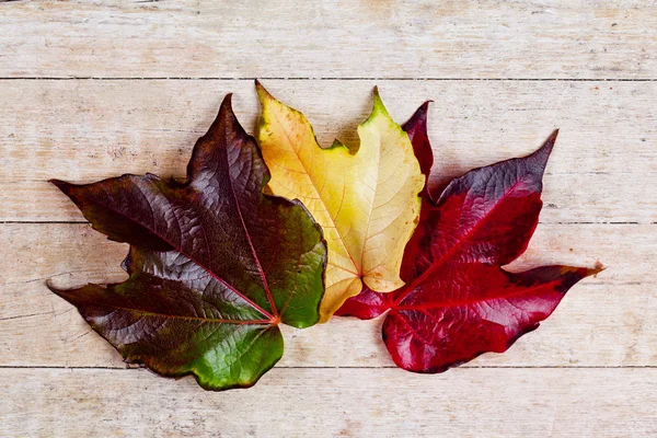 Tres hojas de otoño — Foto de Stock