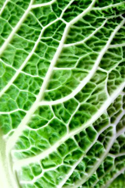 Savoy lahana yaprağı