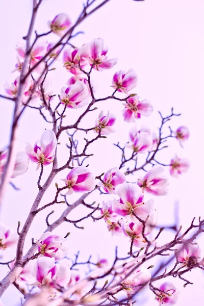 Albero di Magnolia — Foto Stock