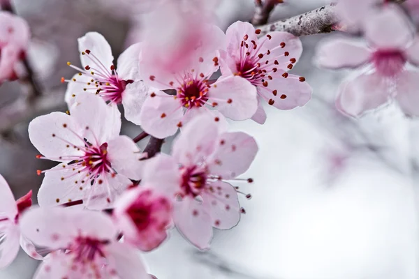 Spring blossoms — Stock Photo, Image