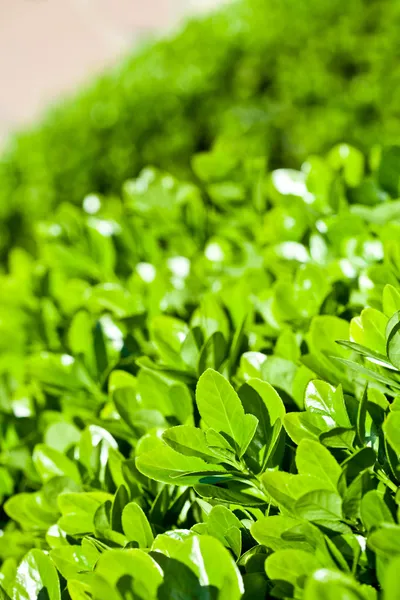 Groene bladeren — Stockfoto