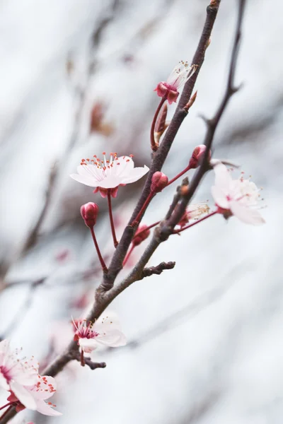 Fleurs de printemps — Photo