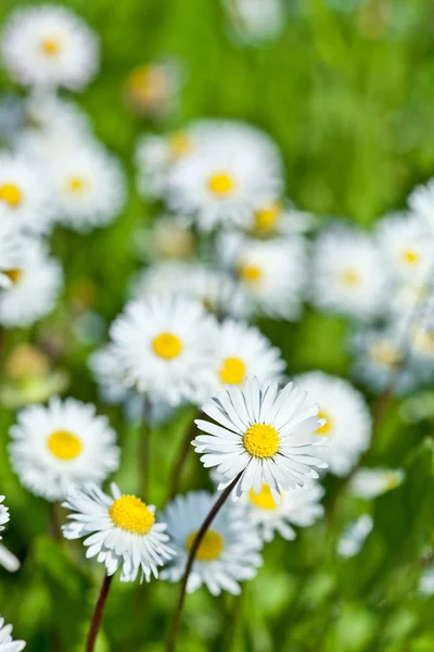 Camomilla campo fiori — Foto Stock