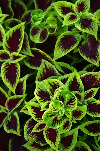 Coleus blumei — Zdjęcie stockowe