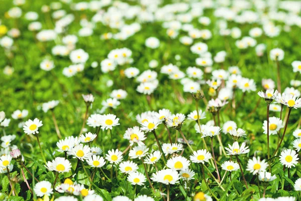 Chamomile flowers field — Stock Photo, Image