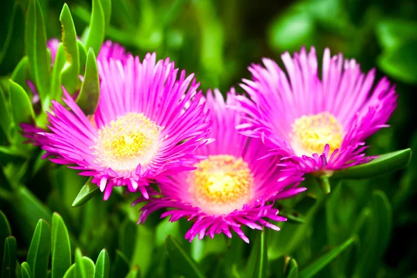 Flores de margarita mesembryantthemum — Foto de Stock