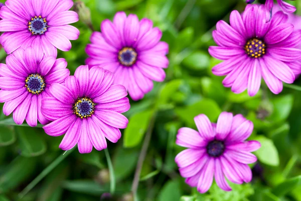 Rosa blommor i trädgården — Stockfoto