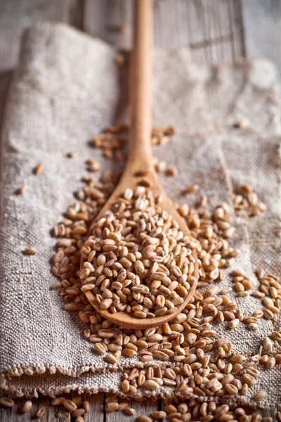 Buğday tahıl — Stok fotoğraf