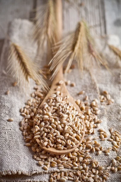 Wheat grain in wooden spoon — Stock Photo, Image