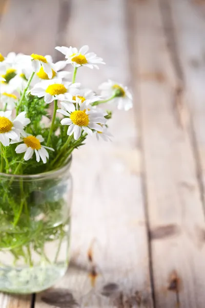 Chamomile bouquet in jar — Stock Photo, Image