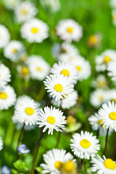 Chamomile flowers field — Stock Photo, Image