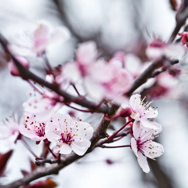 Flores de primavera — Fotografia de Stock