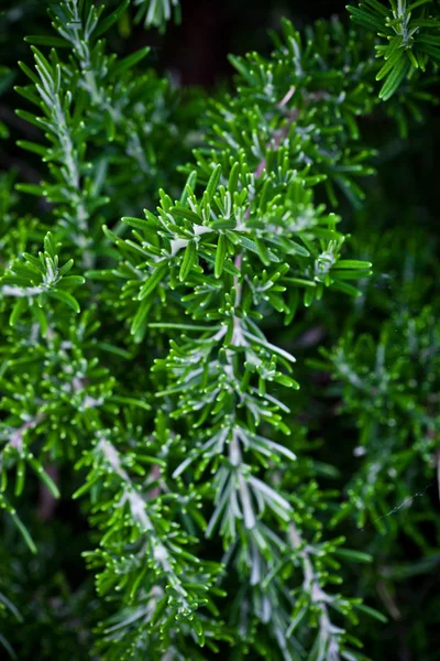 Hierba fresca de romero — Foto de Stock