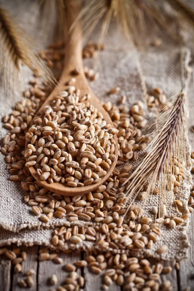 Wheat grain in wooden spoon — Stock Photo, Image