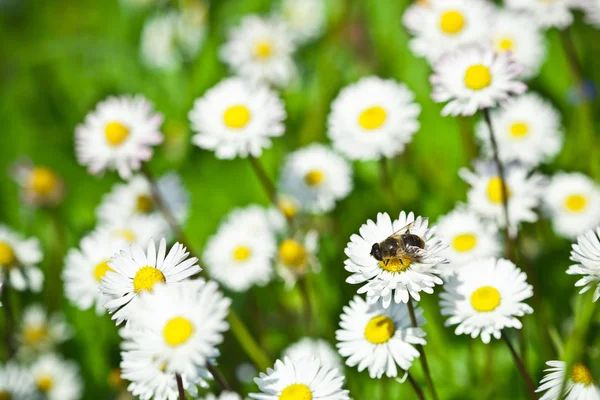 カモミールの花のフィールド — ストック写真