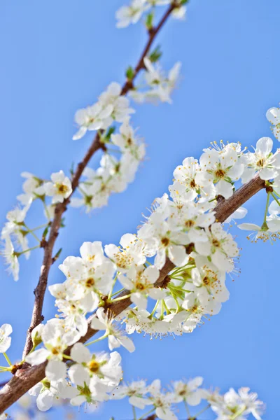 Cherry blossom with white flowers — Stock Photo, Image