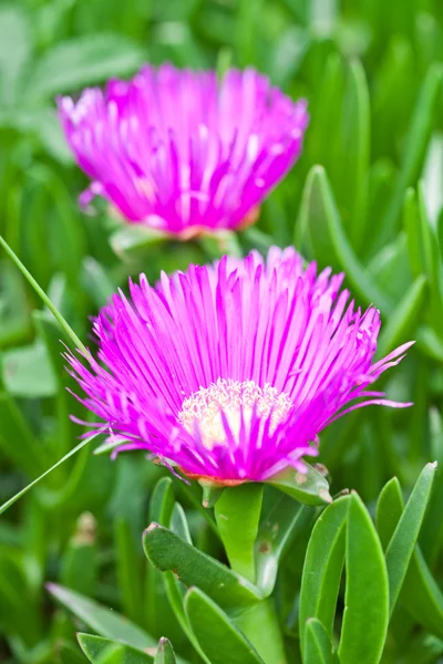 2 つのピンク アイス プラントのデイジーの花 — ストック写真