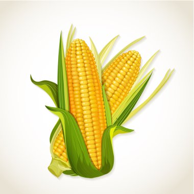 Free Free 241 Sweet Corn Svg SVG PNG EPS DXF File