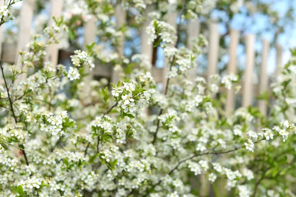 White flowering shrub — Stock Image White flowering shrub Stock Picture