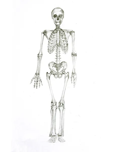 Pencil sketch a skeleton — Stock Photo © Oksana #27449547