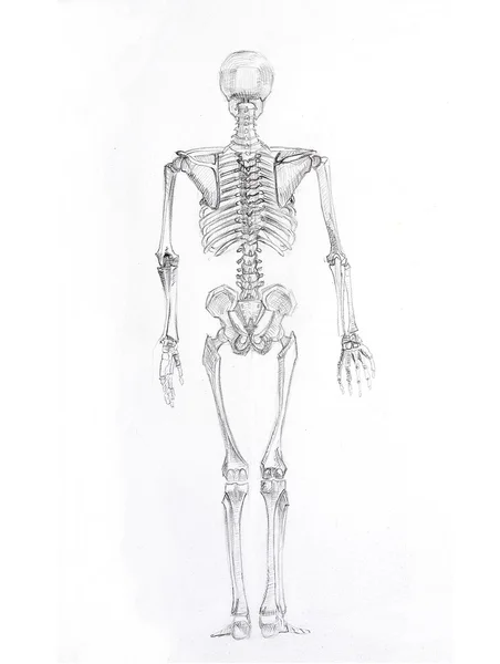 Pencil sketch a skeleton — Stock Photo © Oksana #27449549