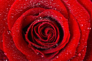 Scarlet rose ile su damlaları