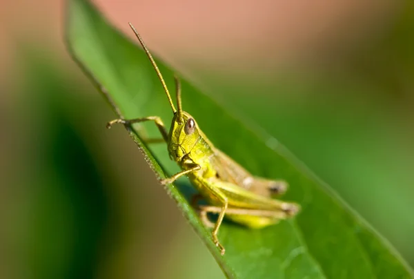 Grasshopper — Stock Photo, Image