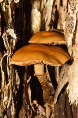 ormanda bir saplama üzerinde büyüyen mantar
