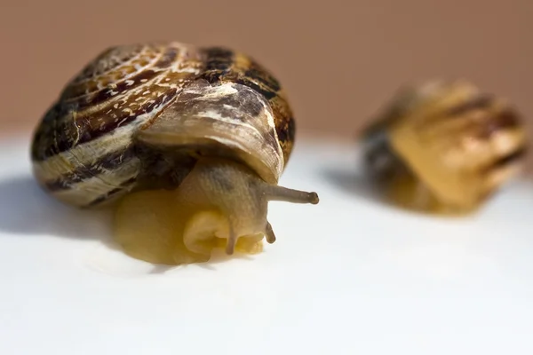 The big and small snails