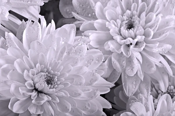 Chrysanthemums close up — Stock Photo, Image