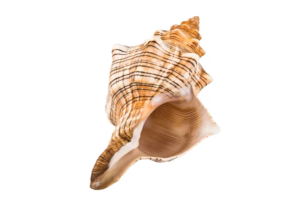 Cockleshell — Stock Photo, Image